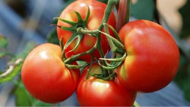 有(yǒu)些(xiē)蔬菜吃(chī)多(duō)了(le)也(yě)會(huì)傷胃